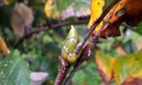 gomo com escamas ciliadas da sorveira-branca, botoeiro, mostajeiro-branco – Sorbus aria