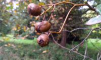 frutos de mostajeiro, mostajeiro-das-cólicas – Sorbus torminalis