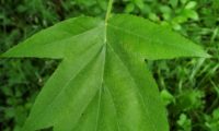 página superior de mostajeiro, mostajeiro-das-cólicas – Sorbus torminalis