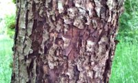 ritidoma esfoliado de mostajeiro, mostajeiro-das-cólicas – Sorbus torminalis