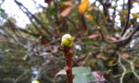 gomos de mostajeiro, mostajeiro-das-cólicas – Sorbus torminalis