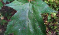 página superior de mostajeiro, mostajeiro-das-cólicas – Sorbus torminalis