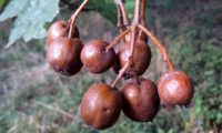 pomos de mostajeiro com a pele coberta de lentículas – Sorbus torminalis