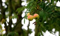 frutos, sorvas maduras de sorveira, sorva – Sorbus domestica
