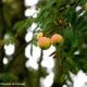 frutos, sorvas maduras de sorveira, sorva – Sorbus domestica