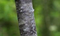ritidoma juvenil de mostajeiro, mostajeiro-das-cólicas – Sorbus torminalis
