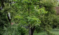 hábito jovem de mostajeiro, mostajeiro-das-cólicas – Sorbus torminalis