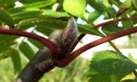 pormenor de gomo tomentoso de tramazeira, cornogodinho, sorveira-brava – Sorbus aucuparia