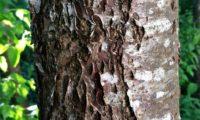 ritidoma, aspecto transição de juvenil para adulto de mostajeiro, mostajeiro-das-cólicas – Sorbus torminalis