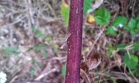 caule herbáceo ou anual de lava-pé, viomal – Cheirolophus sempervirens