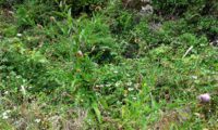 hábito de lava-pé, viomal – Cheirolophus sempervirens