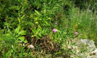 lava-pé ou viomal, rodeado de erva-doce ou funcho – Cheirolophus sempervirens