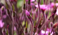 botão e bicos de gerânio-da-madeira, pássaras - Geranium maderense