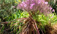 hábito característico em forma de ampulheta de gerânio-da-madeira, ou pássaras em plena floração - Geranium maderense