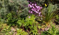 ramalhete florido de pássaras ou gerânio-da-madeira, composição - Geranium maderense
