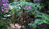 hábito característico de gerânio-da-madeira ou pássaras, com dois anos ou mais, antes da floração - Geranium maderense