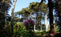 pássaras ou gerânio-da-madeira entre a verdura do Jardim Georges Delaselle - Geranium maderense