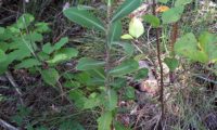 hábito de um jovem-pé no meio natural de beleza, mata-boi - Bupleurum fruticosum