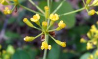 pormenor da flor amarelada e carnuda da beleza, mata-boi - Bupleurum fruticosum