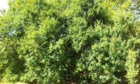 grupo de zêlhas adultas, ramagem veranil - Acer monspessulanum