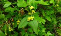 cacho de flores de zêlha, enguelgue, bordo-de-mompilher - Acer monspessulanum