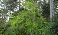 de zêlha jovem, no meio florestal - Acer monspessulanum