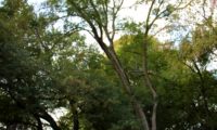 zêlha com cerca de 15 m de altura no meio florestal - Acer monspessulanum