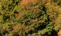 hábito colorido outonal de zêlhas - Acer monspessulanum