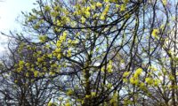 aspecto da floração de bordo-da-noruega, ácer-da-noruega, ácer-plátano - Acer platanoides