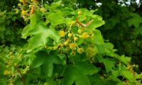 flores e princípio de frutificação de bordo-comum, ácer-comum, ácer-menor, ácer-silvestre - Acer campestre