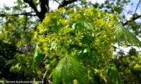 flores e folheação de bordo-da-noruega, ácer-plátano - Acer platanoides