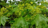 floração e folheação de bordo-da-noruega, ácer-da-noruega, ácer-plátano - Acer platanoides