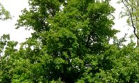 hábito florestal de bordo-comum, ácer-comum, ácer-menor, ácer-silvestre - Acer campestre