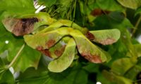 sâmaras de bordo-da-noruega, ácer-plátano - Acer platanoides