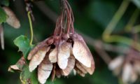 frutos globosos maduros de bordo-de-granada - Acer opalus