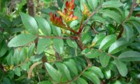 ramalhete de folhas primaveris, coloridas de cor cobre da aroeira - Pistacia lenticus