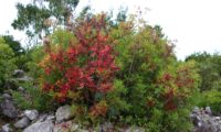 arbusto de aroeira, com vários troncos vestidos de hábito outonal - Pistacia lenticus