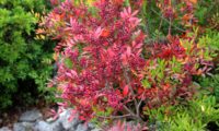 ramo com frutos imaturos e folhas vermelhas outonais de aroeira - Pistacia lenticus