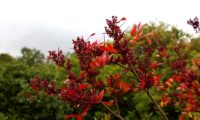 cores outonais de aroeira - Pistacia lenticus