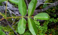 folha de cornalheira ou terebinto - Pistacia terebinthus