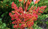 inflorescências masculinas, repare também nas folhas recém-desabrochadas, algo avermelhadas de cornalheira - Pistacia terebinthus