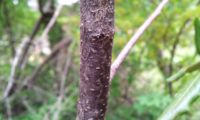 ritidoma jovem de terebinto, com lenticelas aparentes - Pistacia terebinthus
