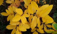 folhas de cornalheira ou terebinto no Outono - Pistacia terebinthus
