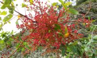 frutos imaturos (cor coralina) de terebinto - Pistacia terebinthus