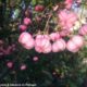 frutos cor-de-rosa de evónimo - Euonymus europaeus