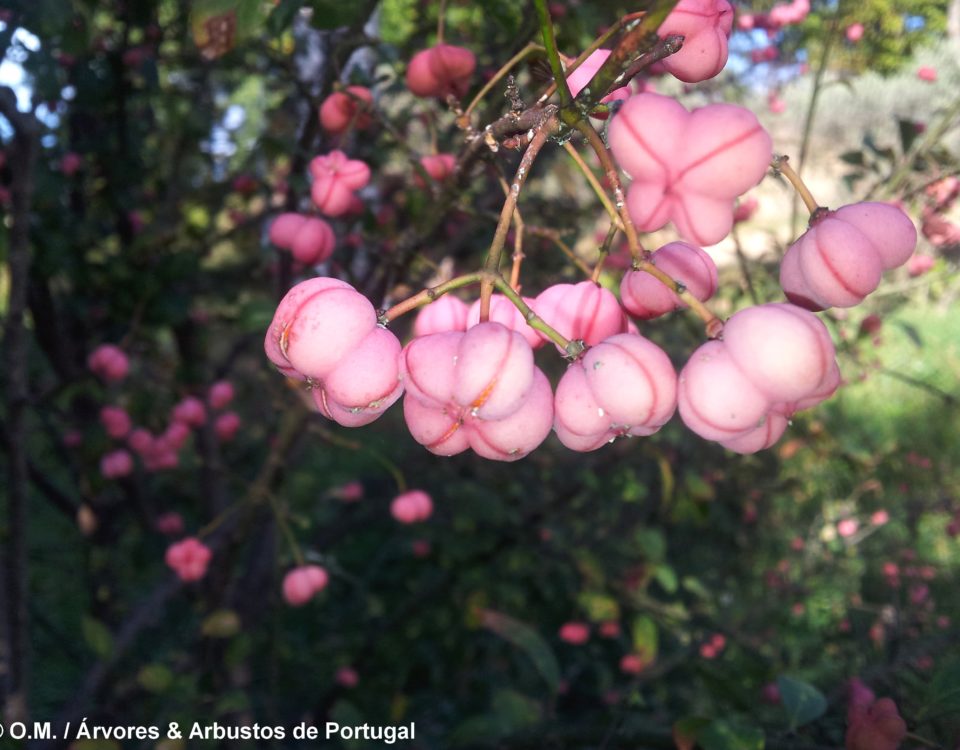 frutos cor-de-rosa de evónimo - Euonymus europaeus