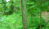 ramo de evónimo liso, verde, tetrágono, antes de arrendondar - Euonymus europaeus