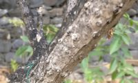 Ritidoma glabro e branco-acinzentado de abugueiro madeirense - Sambucus lanceolata
