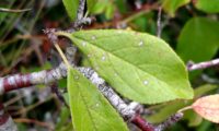 páginas superiores oblogo-lanceoladas do abrunheiro-bravo – Prunus spinosa