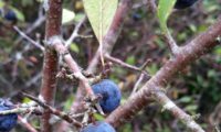 abrunhos maduros, aspecto da página inferior e do ritidoma dos ramos do abrunheiro-bravo – Prunus spinosa